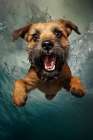 Dog diving into swimming pool. AI Generated. Art Print